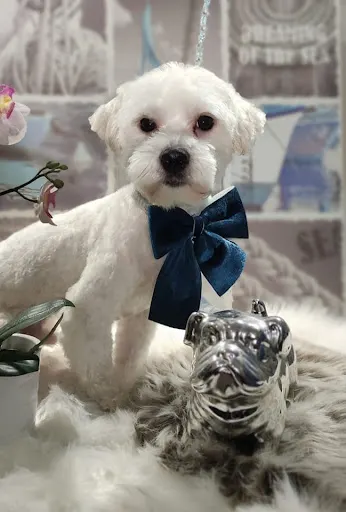 Psi Fryzjer Gwiezdna Dolina